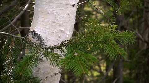 Spruce branch on a background of birch trunk Video stock 81029691