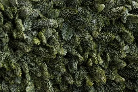 Spruce branch background, macro texture Stock Photos
