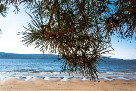 Spruce branch on the background of the river. Foto stock