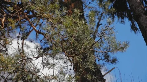 Spruce branch on the background of a tree trunk and sky Stock Footage 97411043