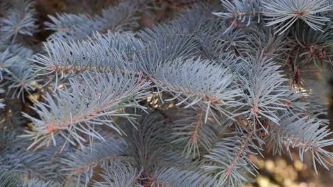 Spruce branch. Branch of a tree. Stock Footage 157322645