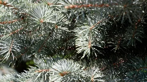 Spruce branch. Branch of a tree. Stock Footage 159061609
