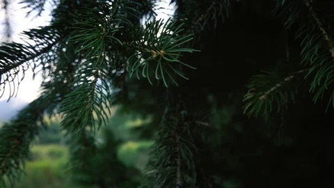 Spruce branch close-up on a background of mountains Stock-Footage 112395799