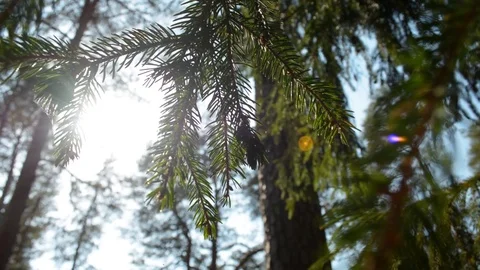 Spruce branch close-up backlit by the sun the forest 스톡 동영상 91887266