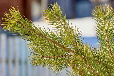 Spruce branch close-up Stock Photos