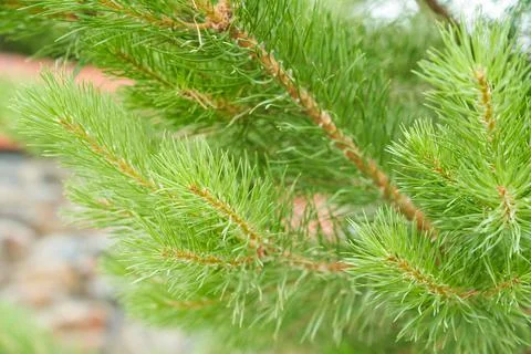 Spruce branch close-up. Surface focus. Fluffy spruce branch close-up. The Stock Photos