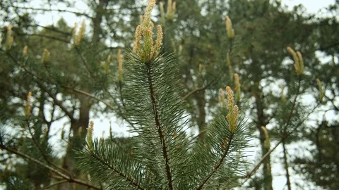 Spruce branch close-up. Trees swaying in the wind. Stock Footage 112376368