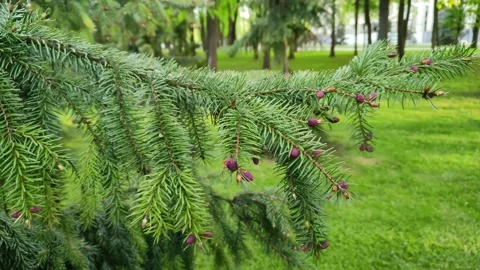 Spruce branch close-up. Young red fir cones on a branch Stock Footage 196486089
