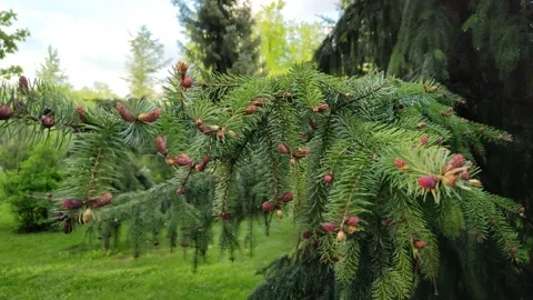 Spruce branch close-up. Young red fir cones on a branch Stock Footage 196827825