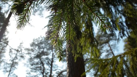 Spruce branch closeup backlit by the sun the forest 動画素材 89625913