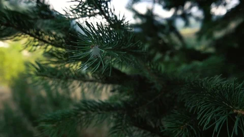 Spruce branch closeup Video stock 112395621