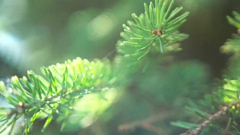 Spruce branch closeup in wind Vídeo Stock 130880585