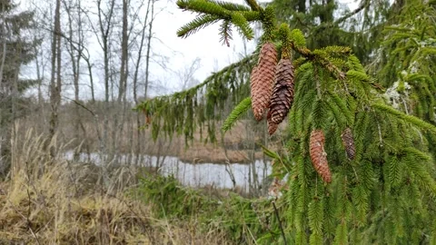 Spruce branch with cones (1) 4K Stock Footage 291343529