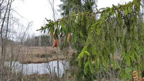Spruce branch with cones (2) 4K Stock Footage 291344141