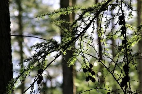 Spruce branch with cones in the back light Stock Photos