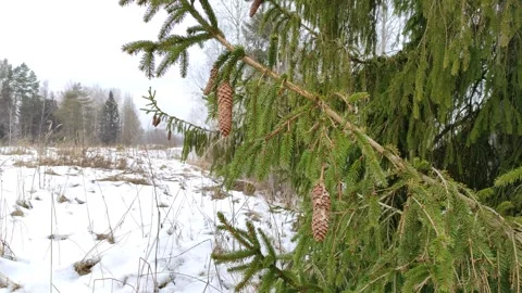 Spruce branch with cones Stock Footage 303184207