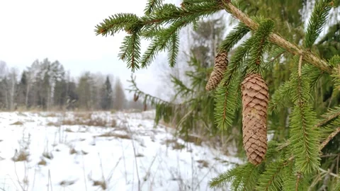 Spruce branch with cones Stock Footage 303185147