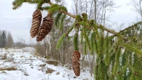 Spruce branch with cones Stock Footage 303185221