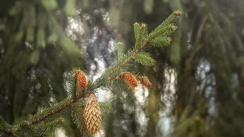 Spruce branch with cones in the forest under the rays of elephant light and.. Stock Photos