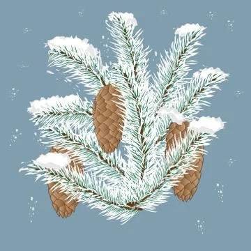 Spruce branch with cones isolated, background, winter Stock Illustration