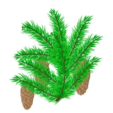 Spruce branch with cones isolated, background, winter Stock Illustration