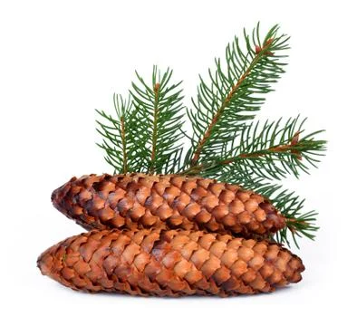 Spruce branch with cones Stock Photos