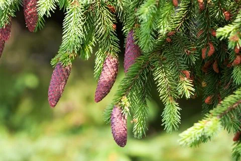 Spruce branch with cones Stock Photos