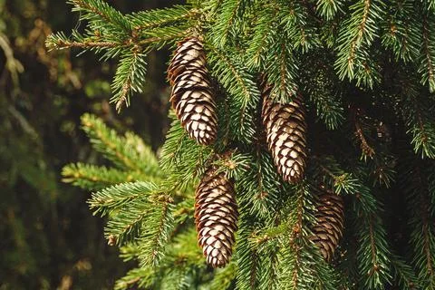 Spruce branch with cones Fotos Stock