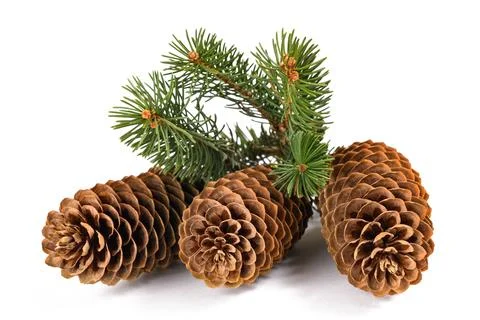 Spruce branch with cones Stock Photos