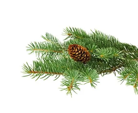 Spruce branch with cones. Stock Photos