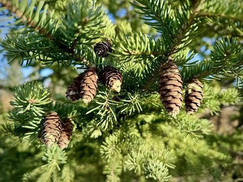 Spruce branch with cones Foto stock