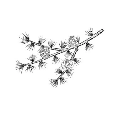 Spruce branch with cones. Pine, cedar tree. vector Illustrazione stock