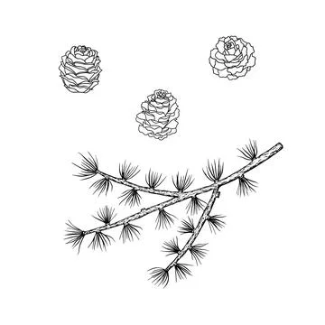 Spruce branch with cones. Pine, cedar tree. vector Illustrazione stock