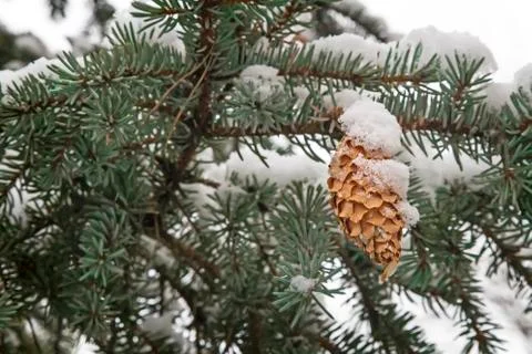 Spruce branch covered with snow. Reference picture. Foto stock