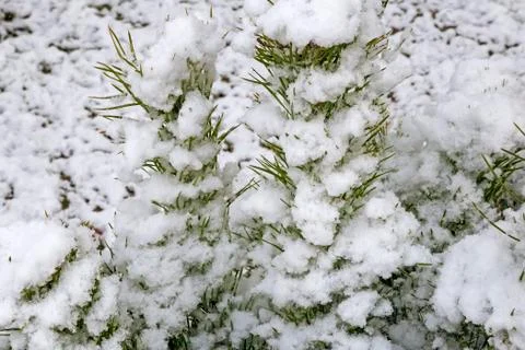 Spruce branch covered with snow. Reference picture. Stock Photos