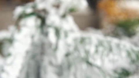 A spruce branch covered with snow, selective focus, 4K 스톡 동영상 71897893