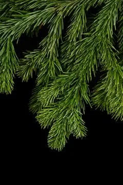 Spruce branch on a dark background Stock Photos