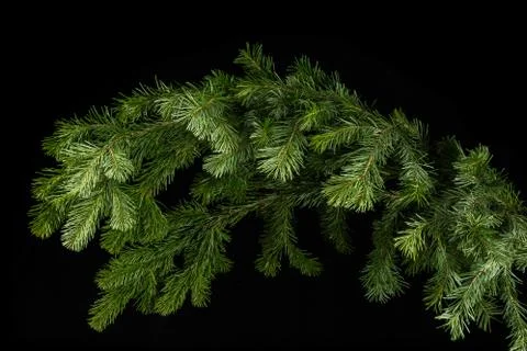Spruce branch on a dark background Stock Photos