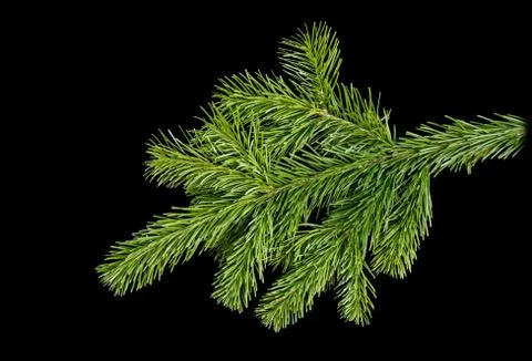 Spruce branch on a dark background Foto stock