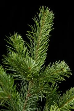 Spruce branch on a dark background Stock Photos