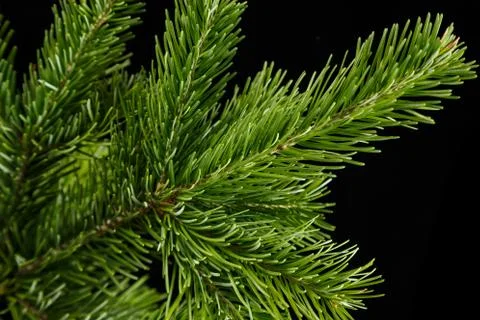 Spruce branch on a dark background Stock Photos