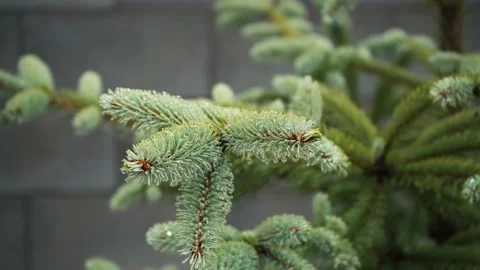 Spruce branch with dew drops close up Stock Footage 144423590
