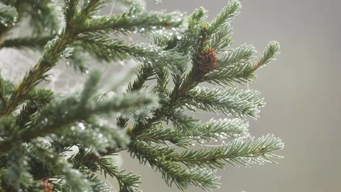 Spruce branch in dew, entangled in cobwebs. Close-up Stock Footage 315872435