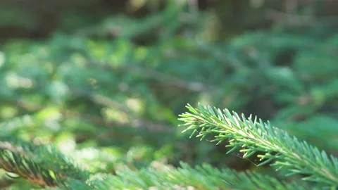 Spruce branch / Focus pull Stock Footage 130880560