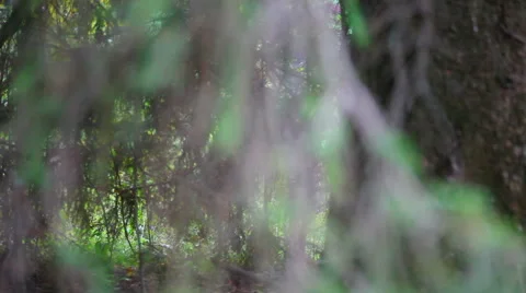 Spruce branch Stock Footage 48814545