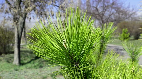 Spruce branch 動画素材 49195052