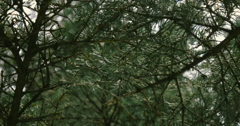 Spruce branch Stock Footage 63218152