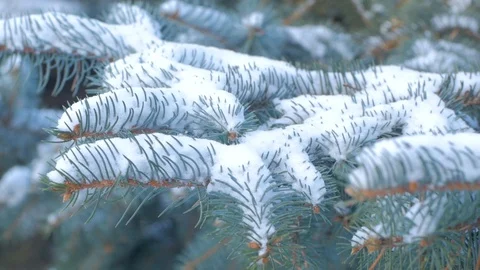 Spruce branch Stock Footage 104574660