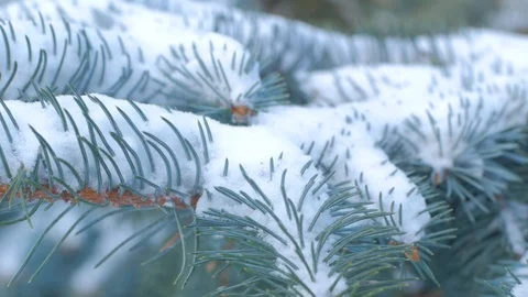 Spruce branch Stock Footage 104574666