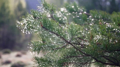 Spruce branch Stock-Footage 108118646